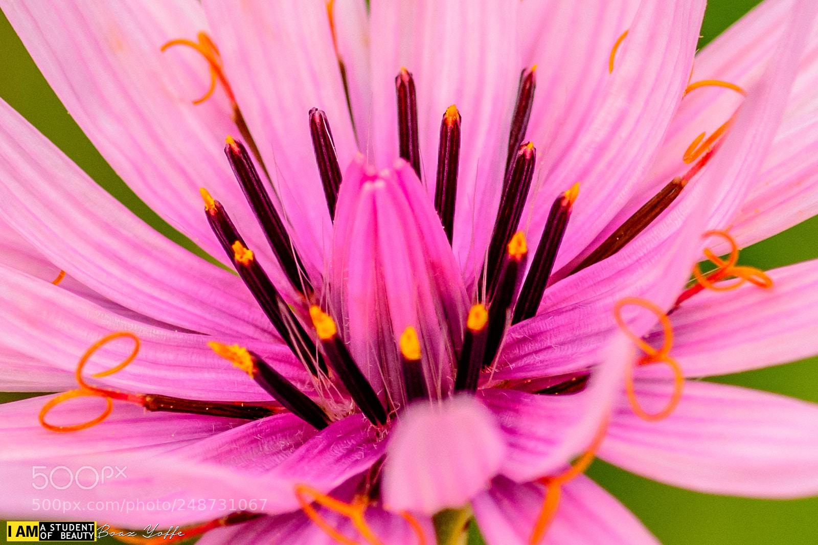 Nikon D7100 sample photo. Dude, name this flower.. photography