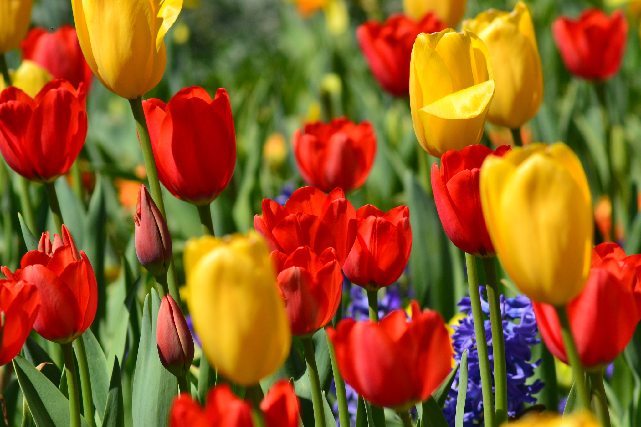 AF Zoom-Nikkor 75-300mm f/4.5-5.6 sample photo. Tulips photography