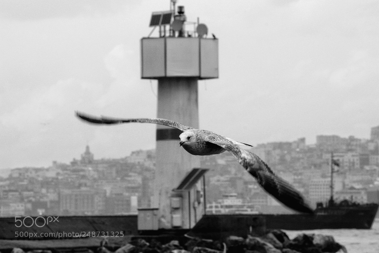 Canon EOS 650D (EOS Rebel T4i / EOS Kiss X6i) sample photo. Bw seagull photography