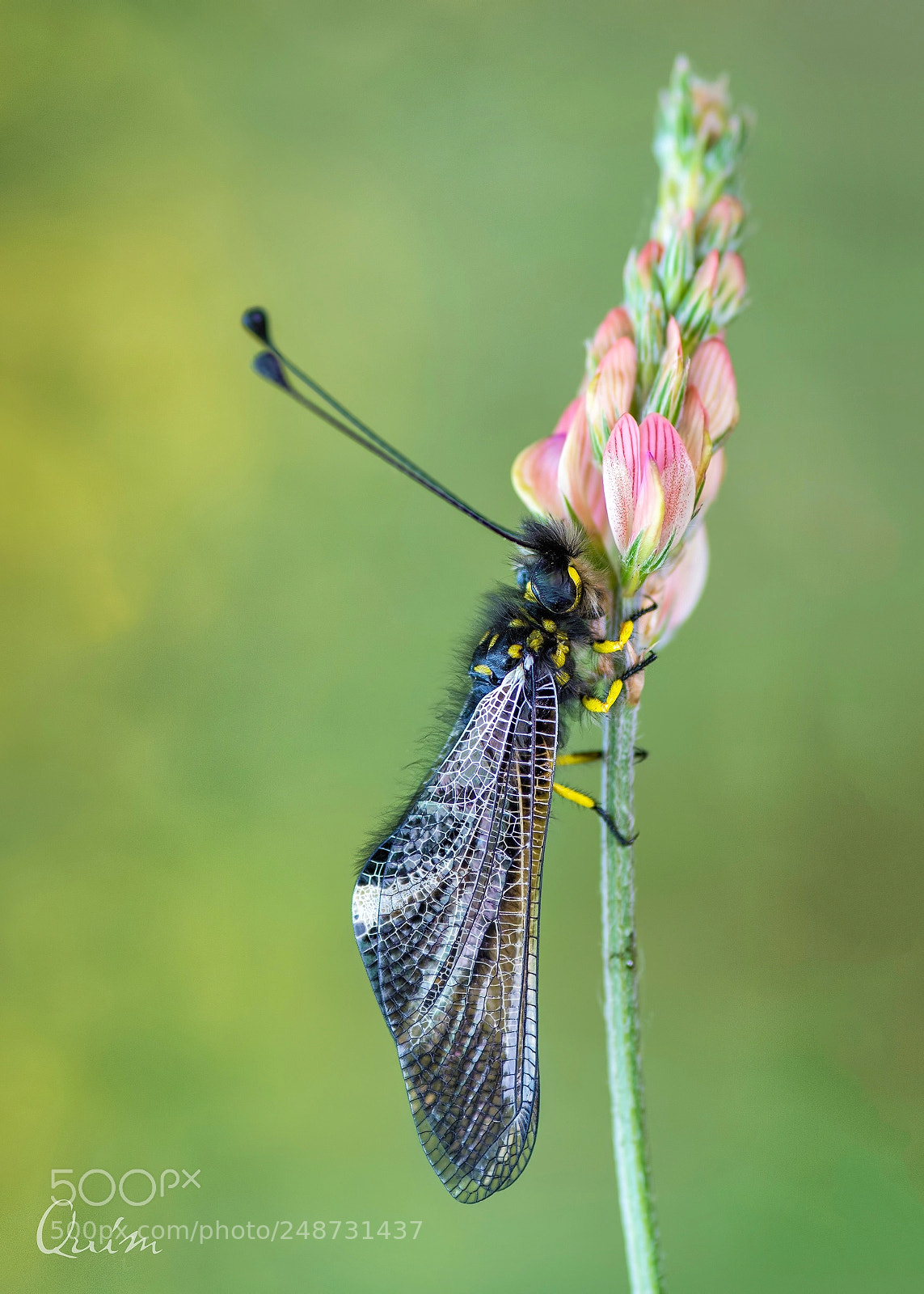 Nikon D7100 sample photo. Libelloides photography