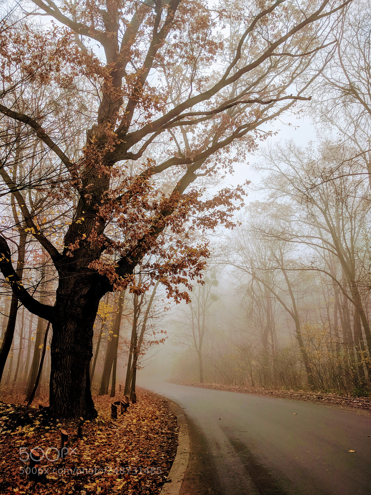 LG Nexus 5X sample photo. Untitled photography