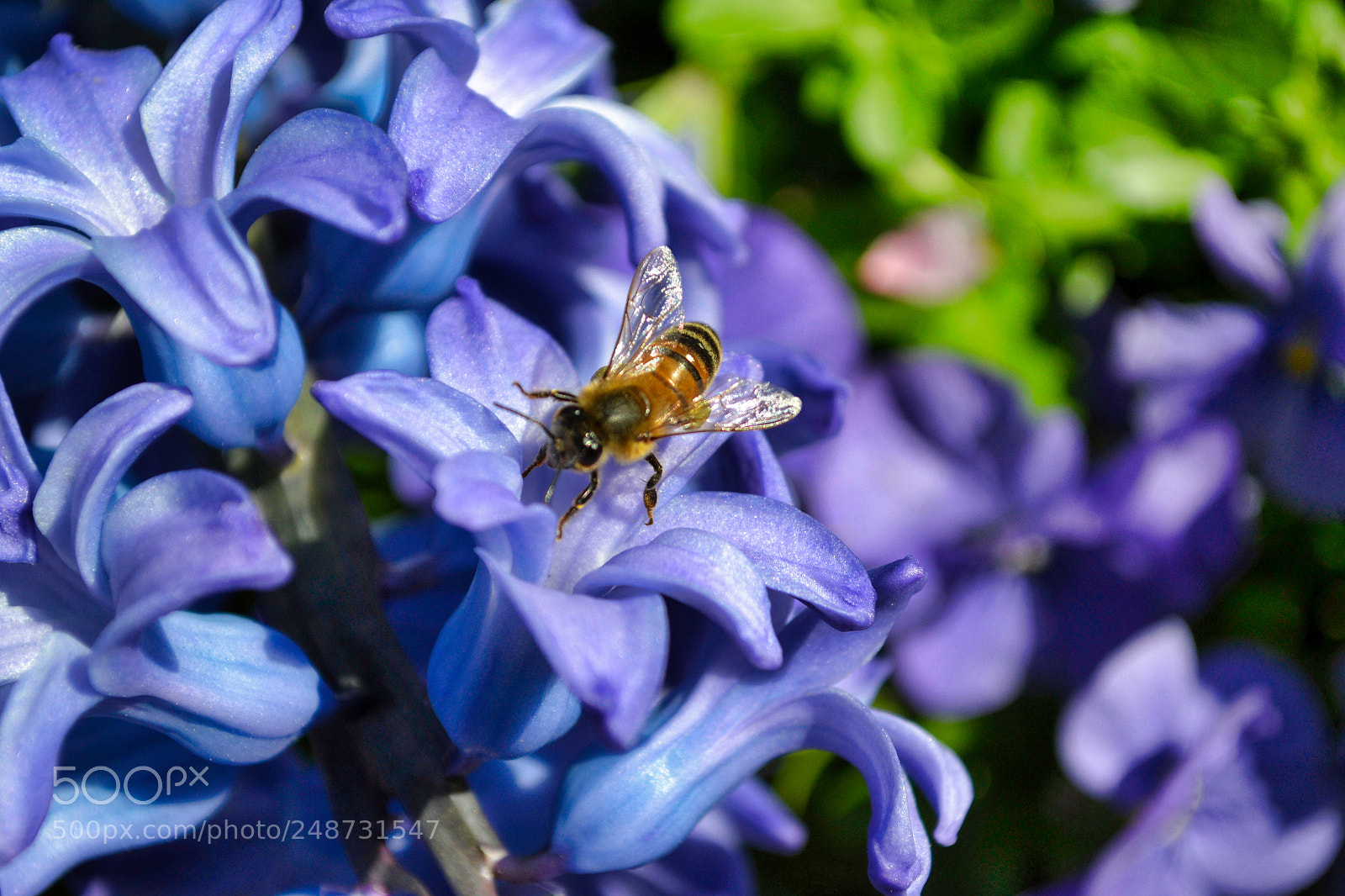 Nikon D3100 sample photo. “beezy bee” photography
