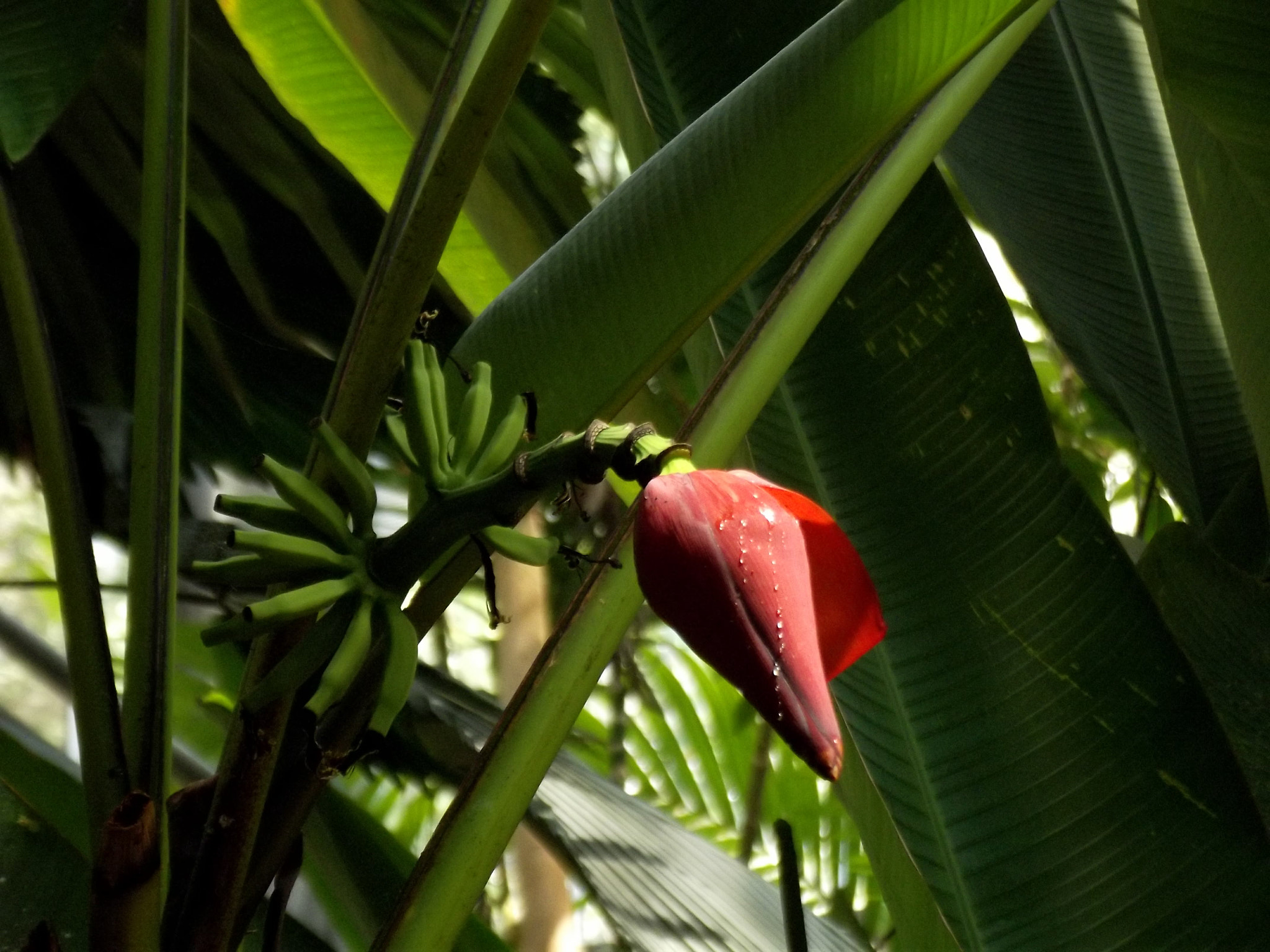 Fujifilm FinePix S2980 sample photo. Banana flower photography