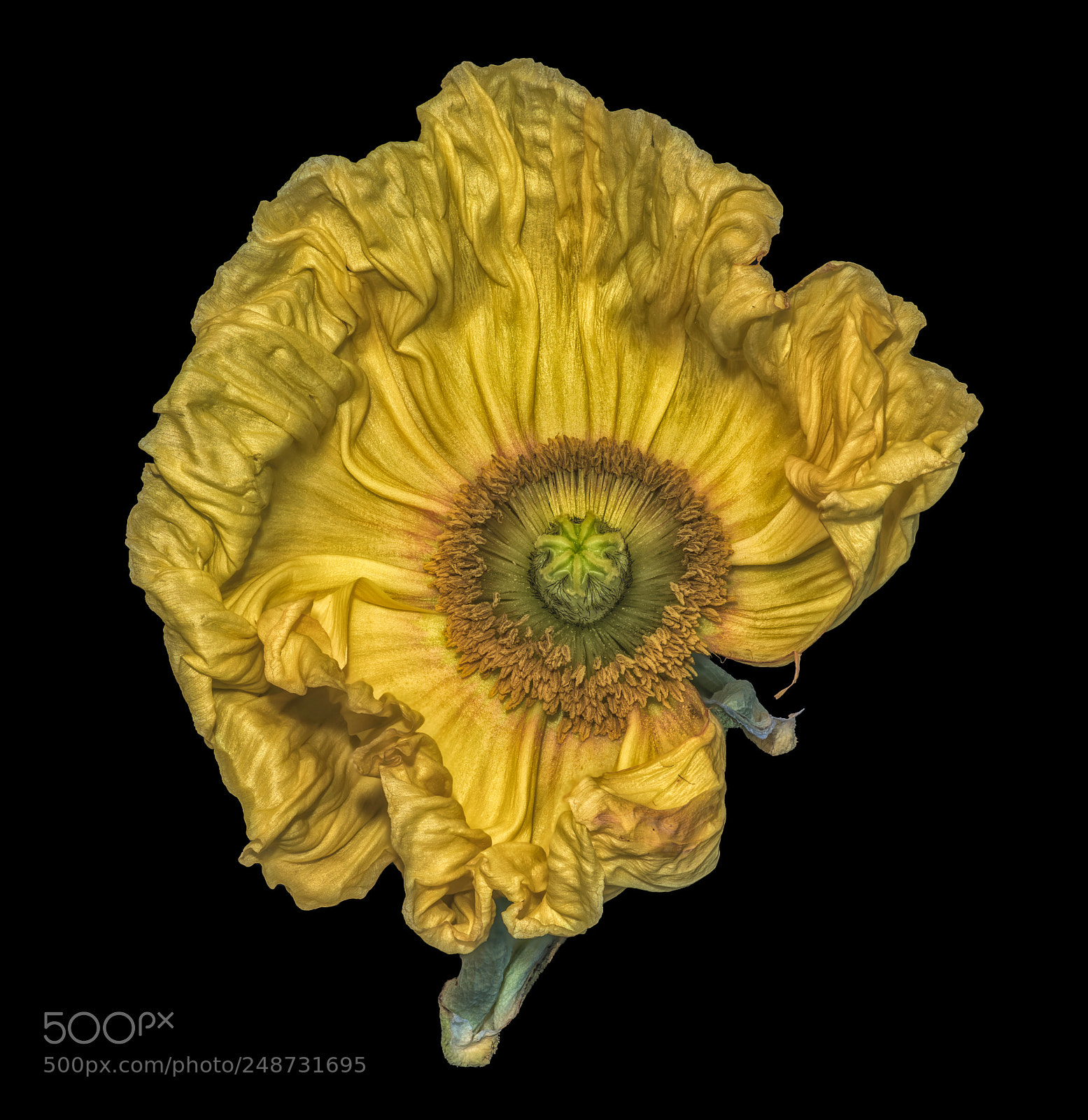 Nikon D810 sample photo. Yellow unfolded photography
