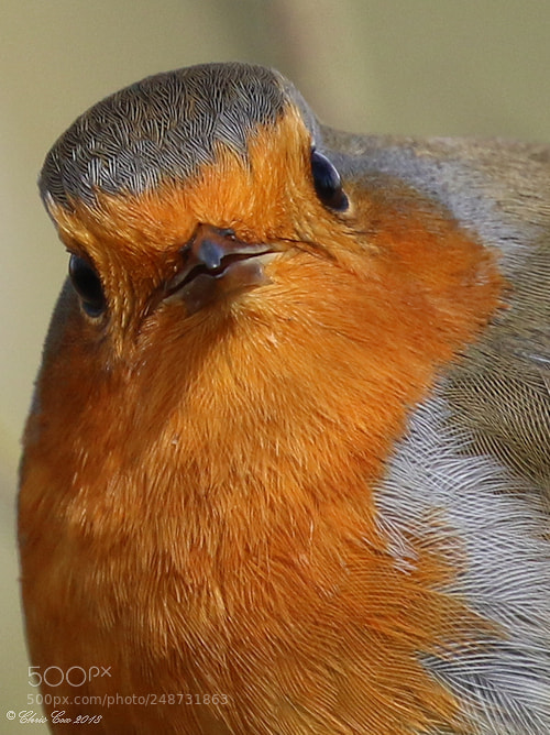 Canon EOS 7D Mark II sample photo. In yer face!! photography