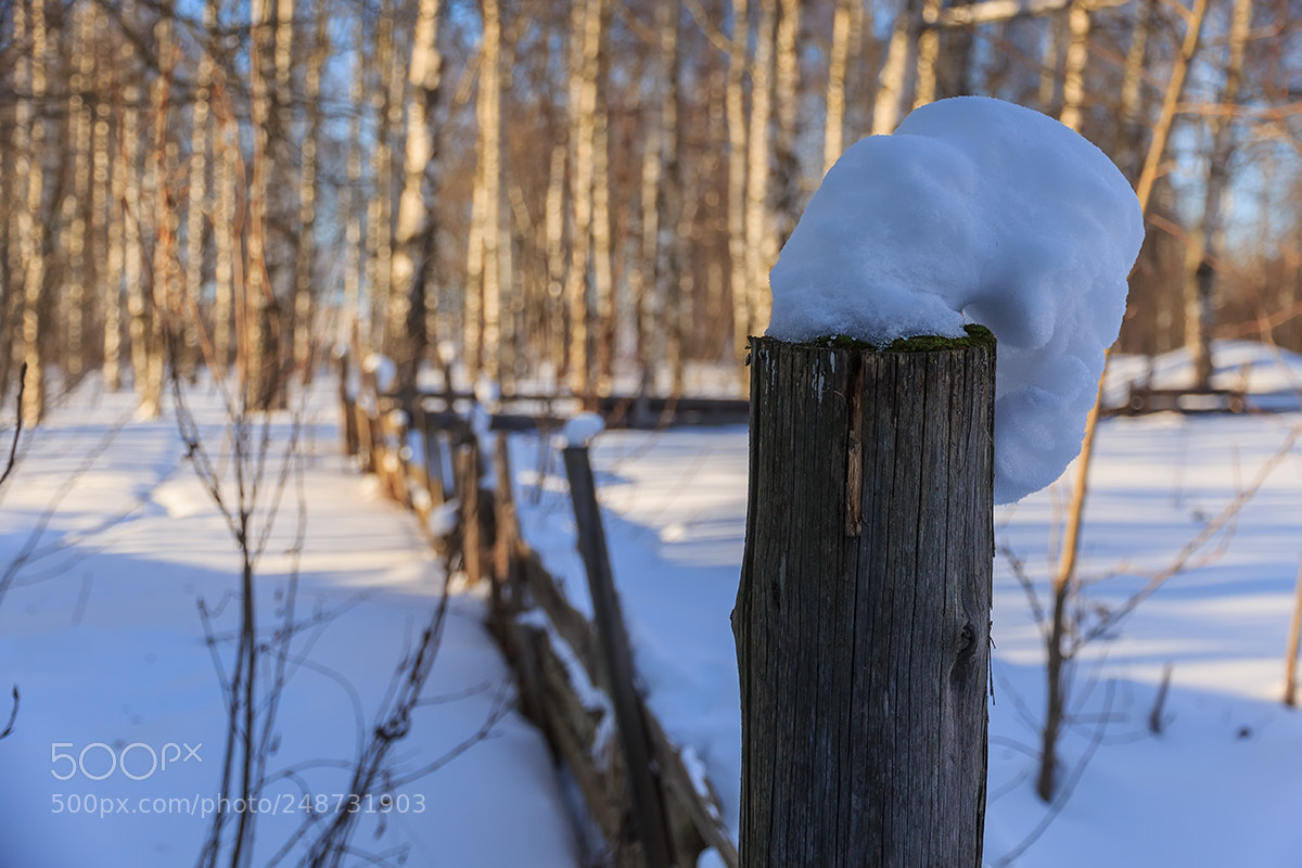 Canon EOS 600D (Rebel EOS T3i / EOS Kiss X5) sample photo. Зиме недолго злится... photography