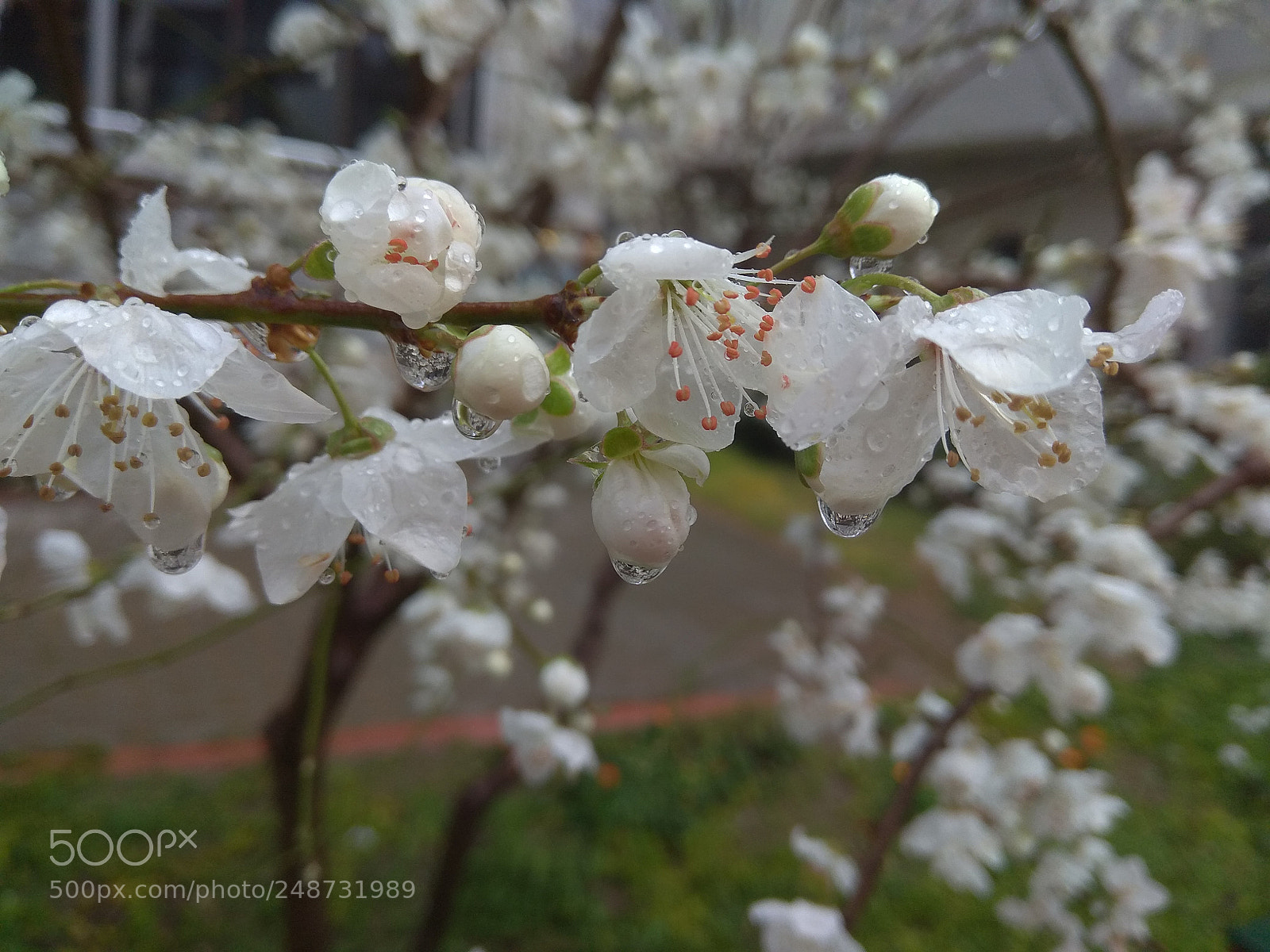Xiaomi Redmi Note 4 sample photo. Untitled photography