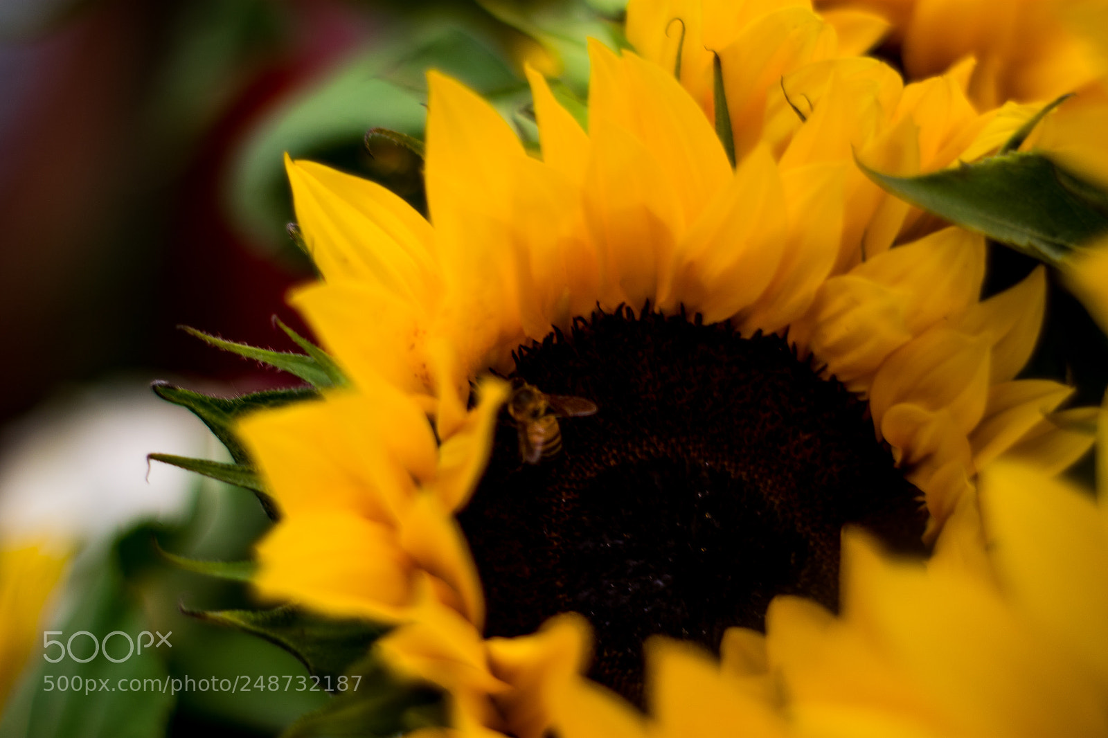 Canon EOS 1100D (EOS Rebel T3 / EOS Kiss X50) sample photo. Abejasgirasoles photography