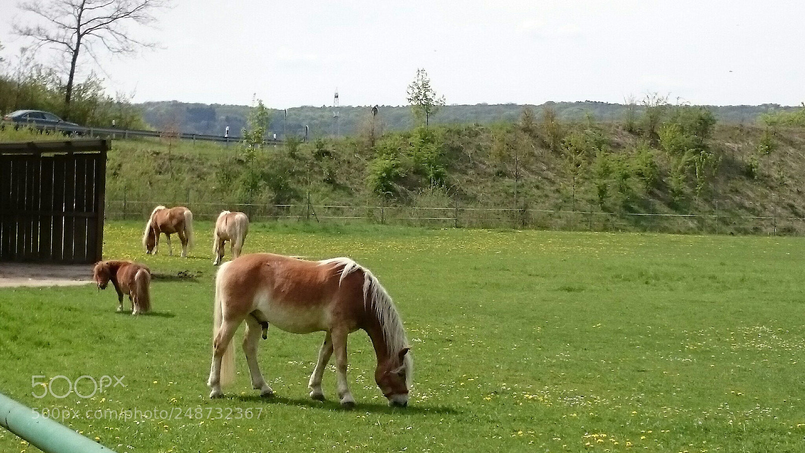 Sony Xperia Z2 sample photo. Pferde und ponys auf photography