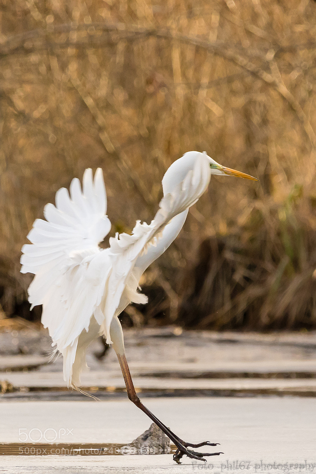 Canon EOS 7D Mark II sample photo. Grande aigrette photography