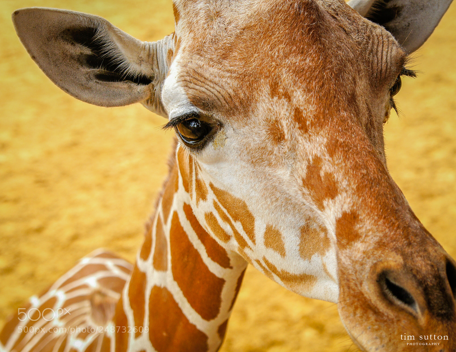 Sony SLT-A55 (SLT-A55V) sample photo. Curious giraffe photography