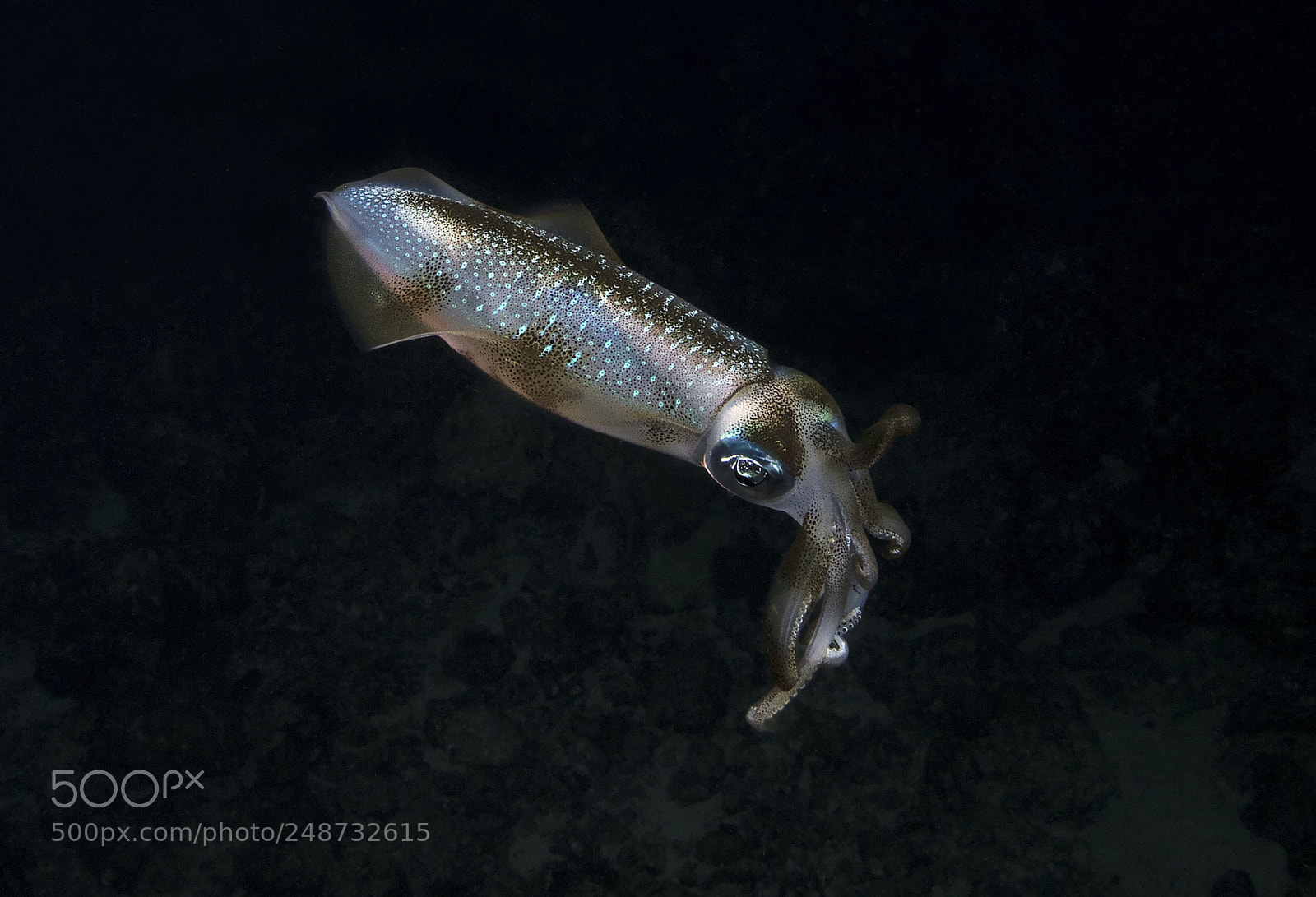 Canon EOS 5DS R sample photo. Squid photography
