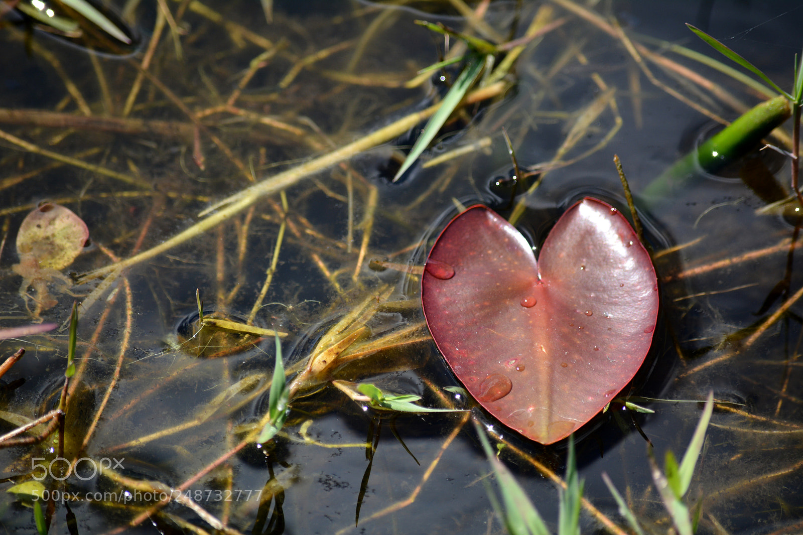 Nikon D7100 sample photo. Heart of the spatterdock photography