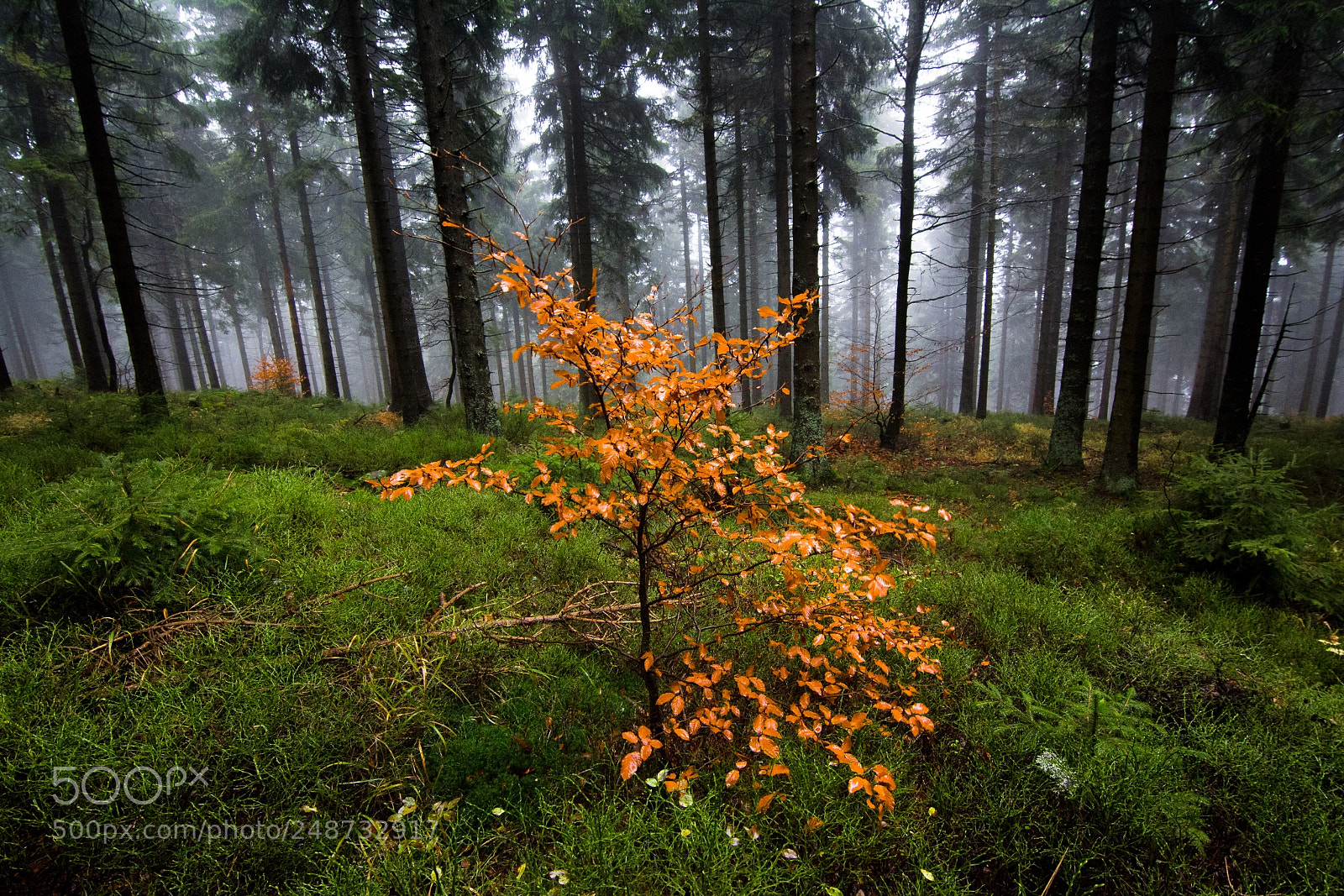 Nikon D7100 sample photo. Autumn moody photography