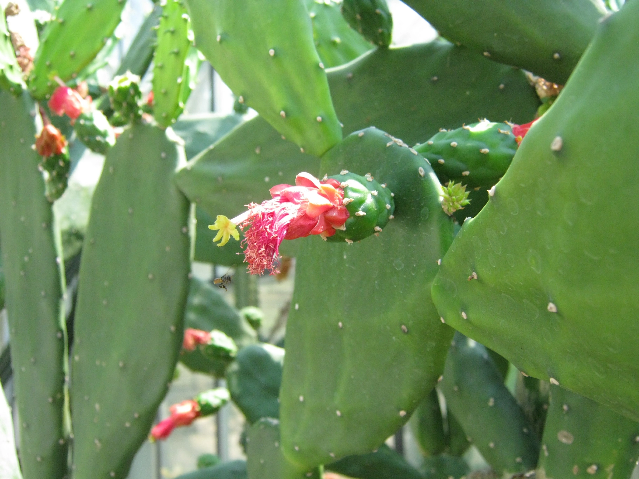 Canon PowerShot A495 sample photo. Mescaline cactus photography