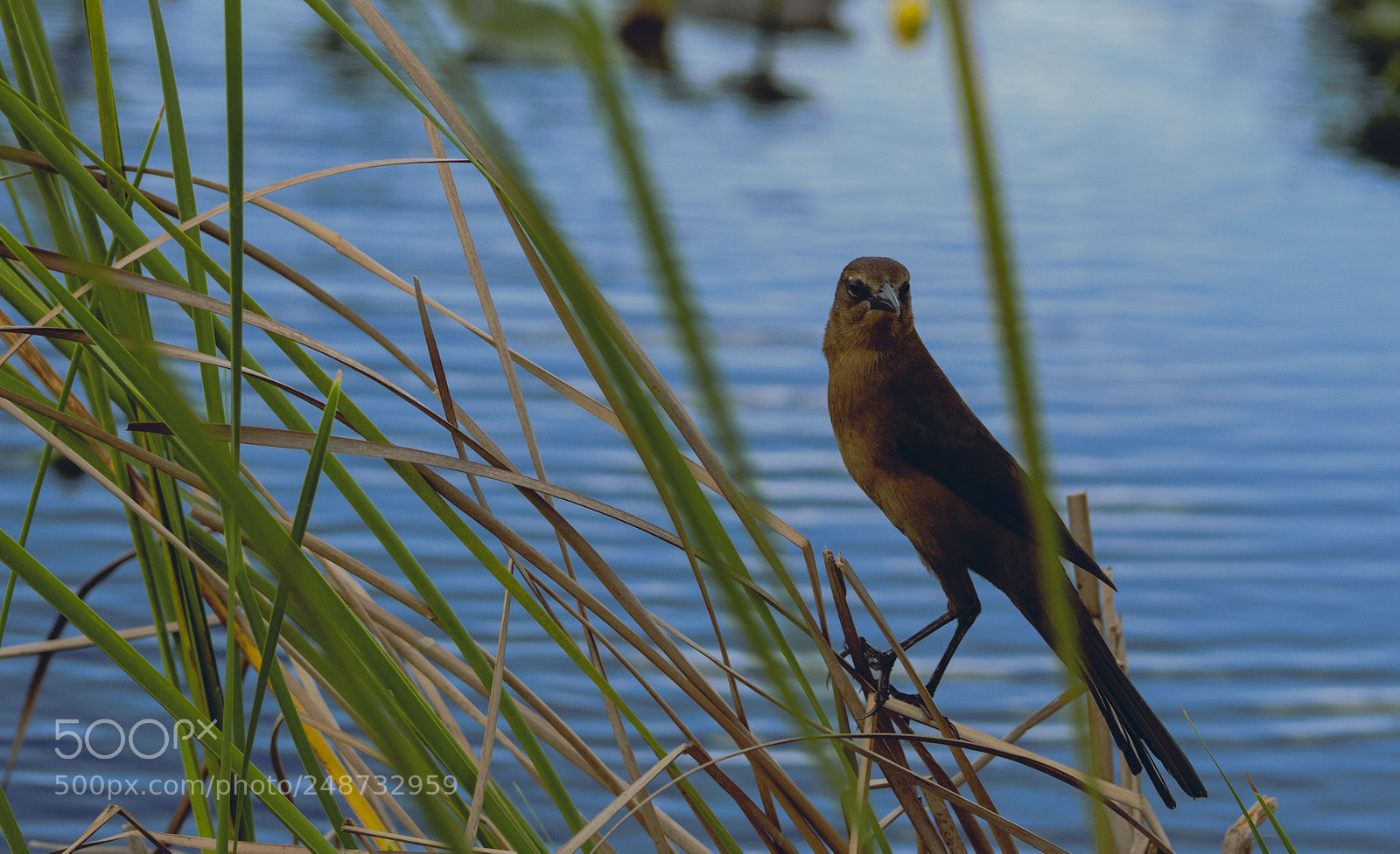 Canon EOS 100D (EOS Rebel SL1 / EOS Kiss X7) sample photo. Everglades bird photography