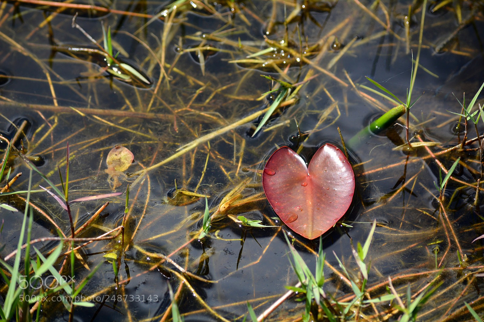 Nikon D7100 sample photo. Heart afloat photography