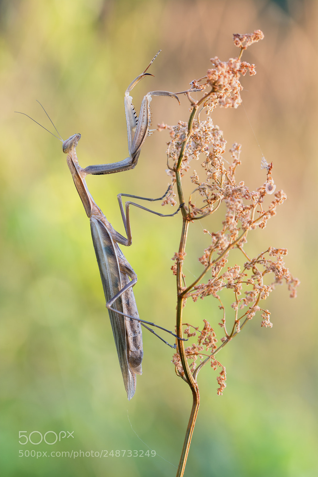 Nikon D7100 sample photo. Praying mantis photography