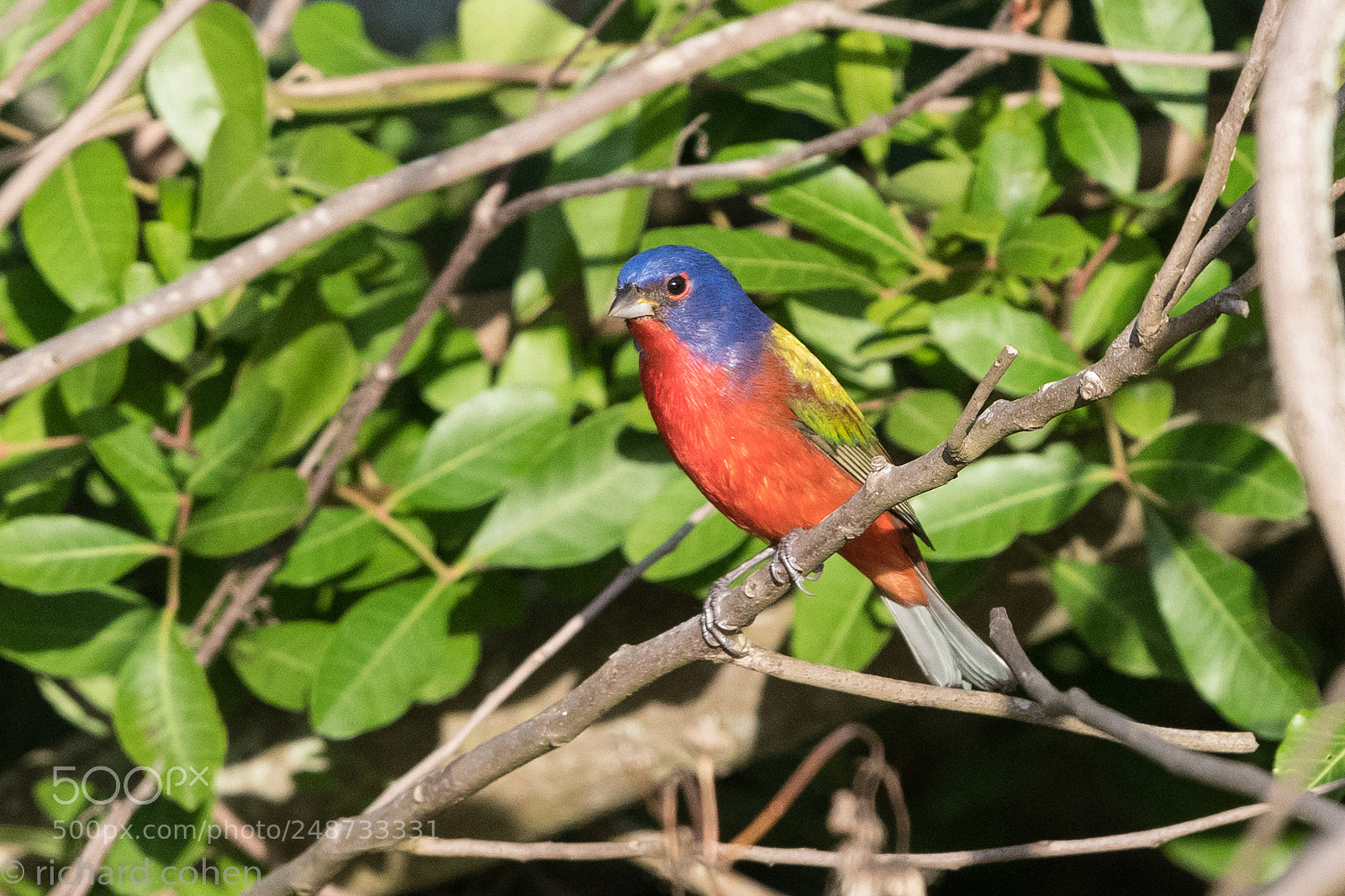Nikon D850 sample photo. Painted bunting.... photography