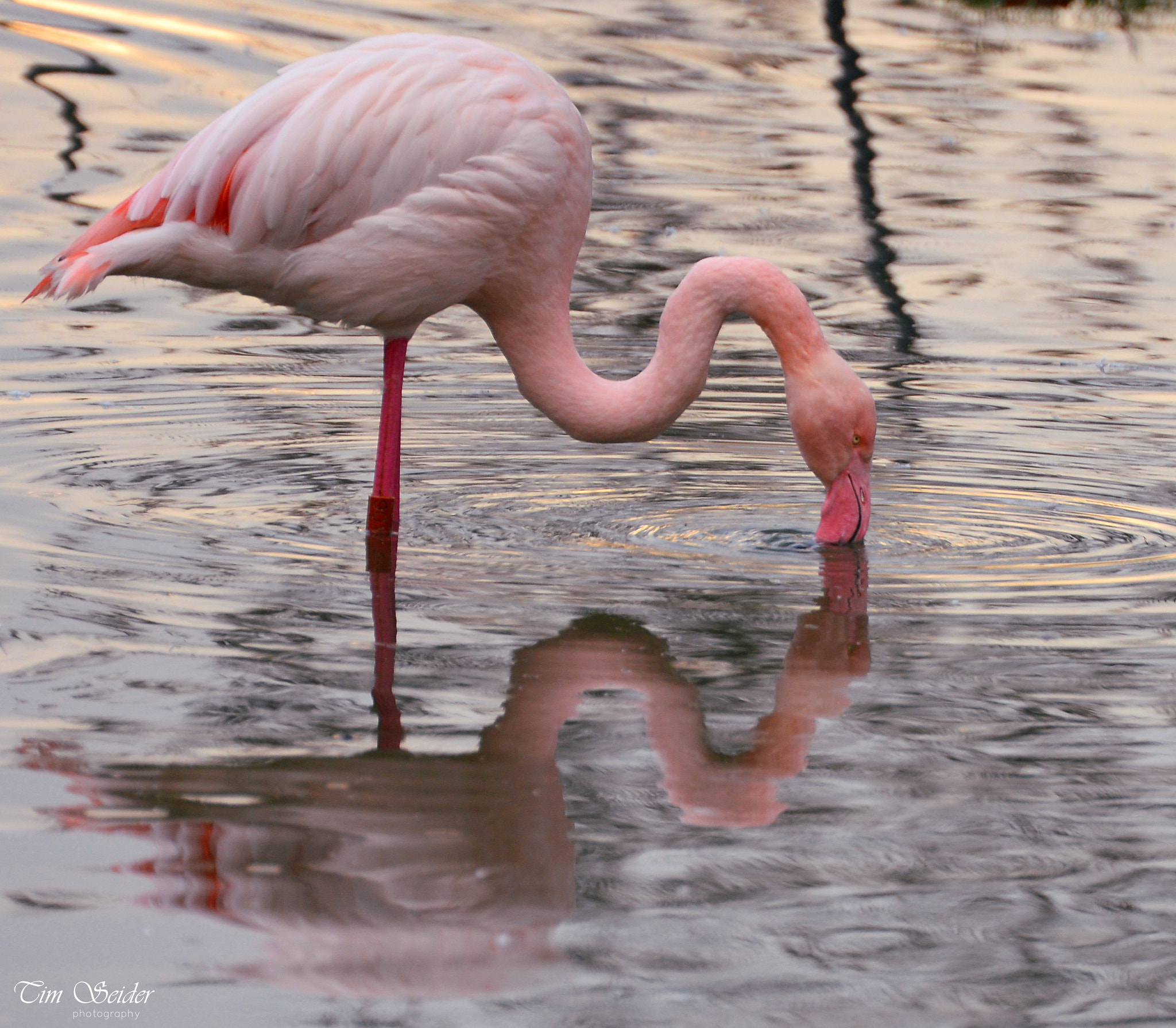 Nikon D610 sample photo. Flamingo photography
