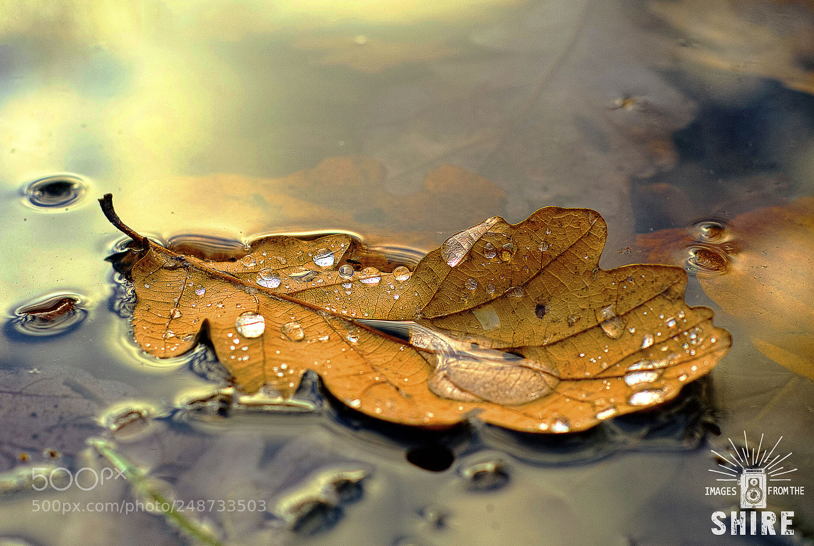 Nikon D200 sample photo. Leaf photography