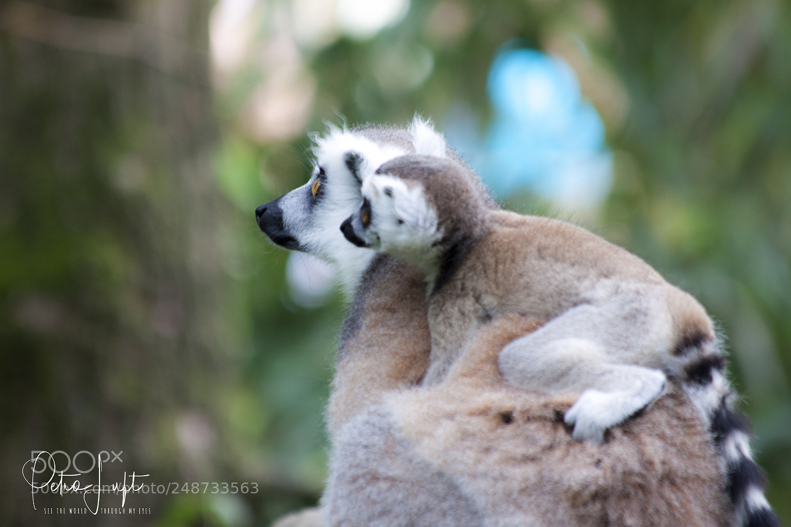 Canon EOS 50D sample photo. Zoo photography