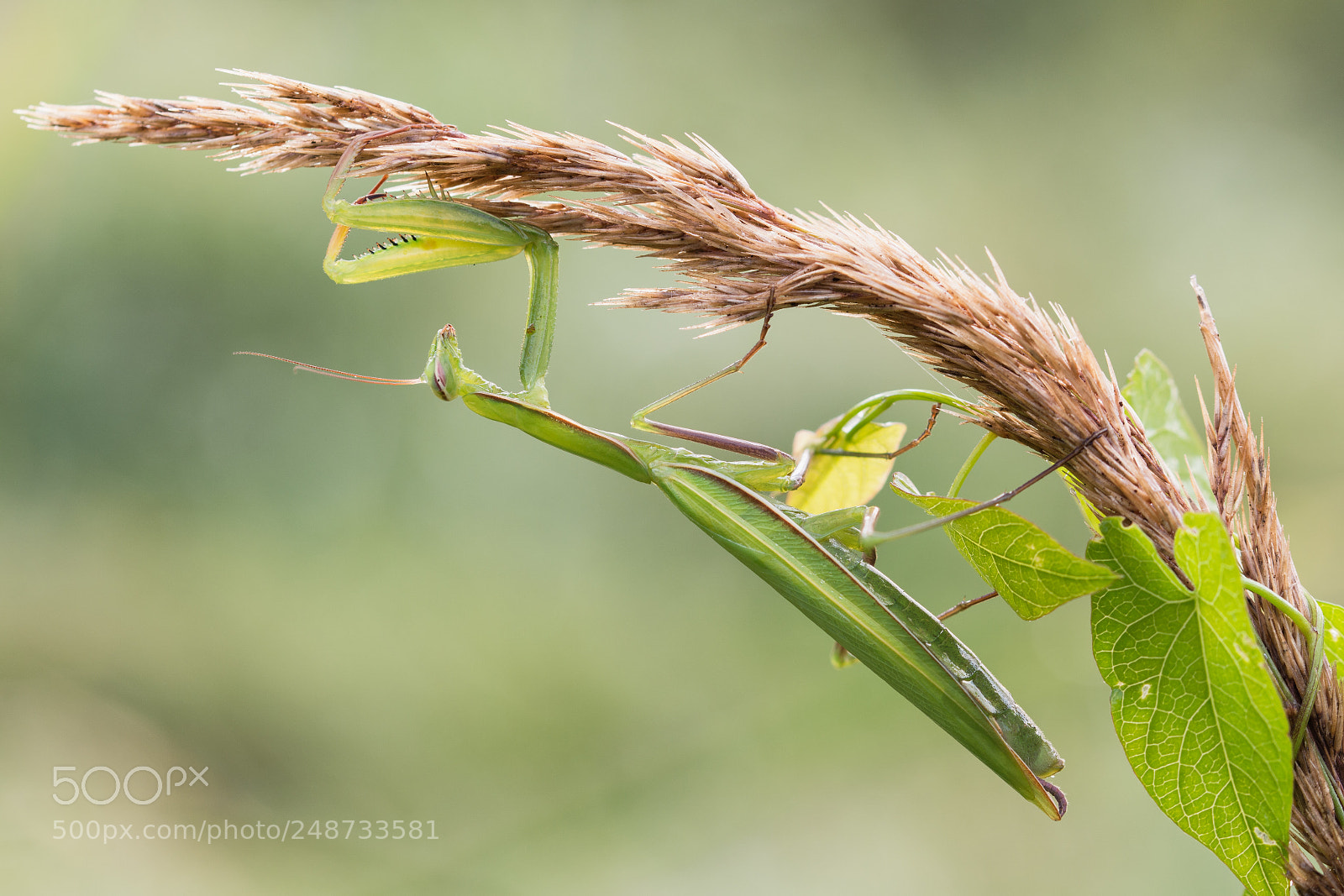 Nikon D7100 sample photo. Mantis religiosa photography
