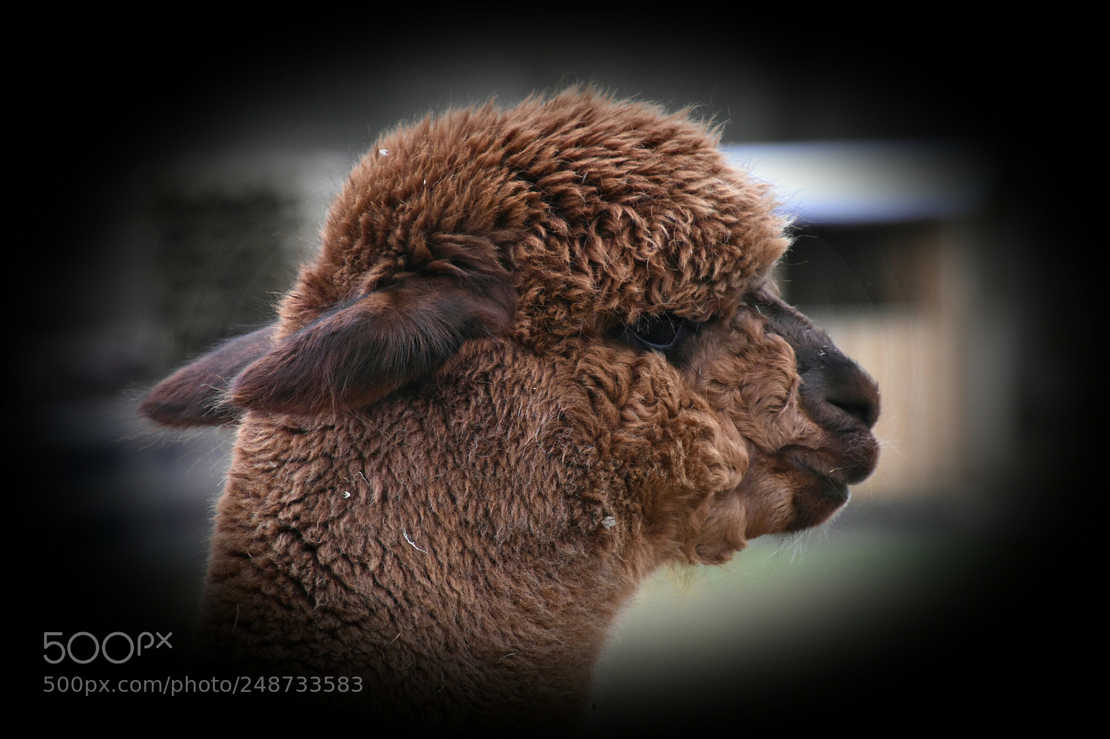 Nikon D7200 sample photo. Alpaca photography