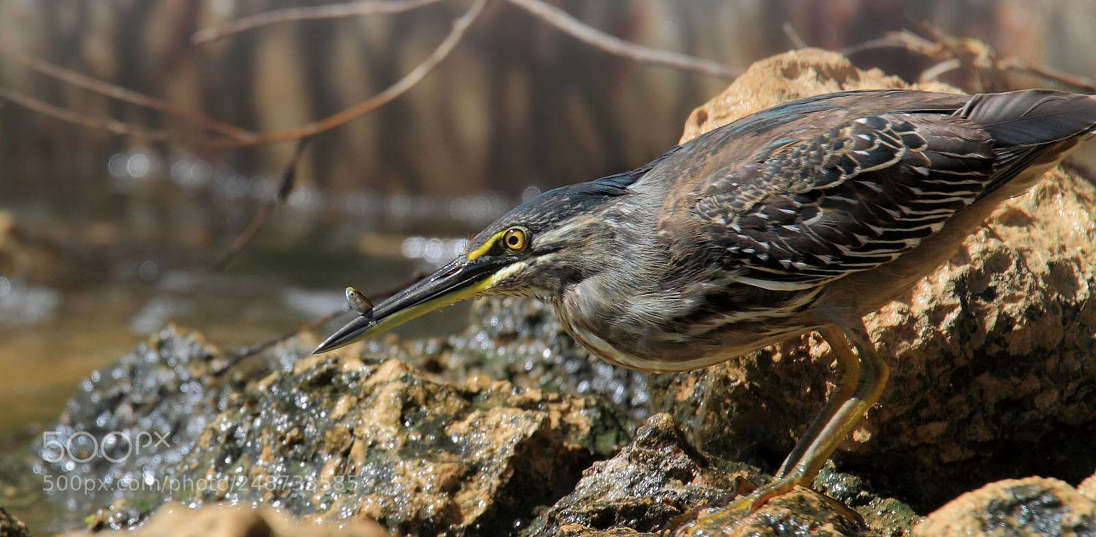 Canon EOS 7D sample photo. The striated heron ... photography