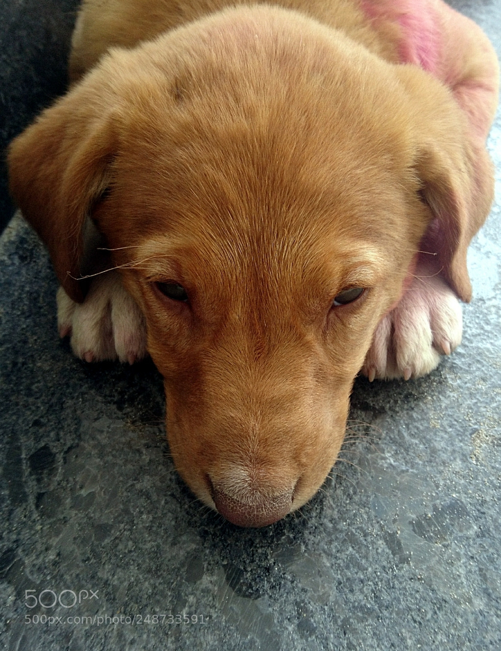 Sony Xperia X sample photo. Lazy puppy photography