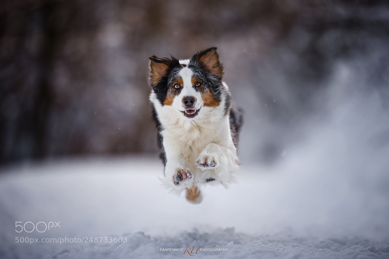 Canon EOS-1D X sample photo. Snow play photography