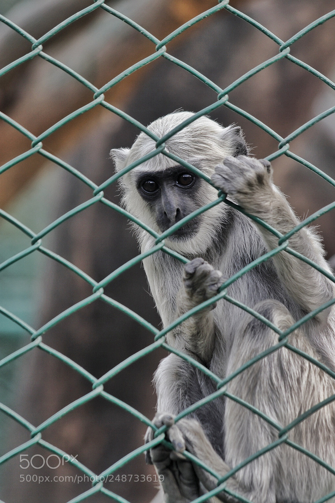 Canon EOS 80D sample photo. Imprisoned! photography