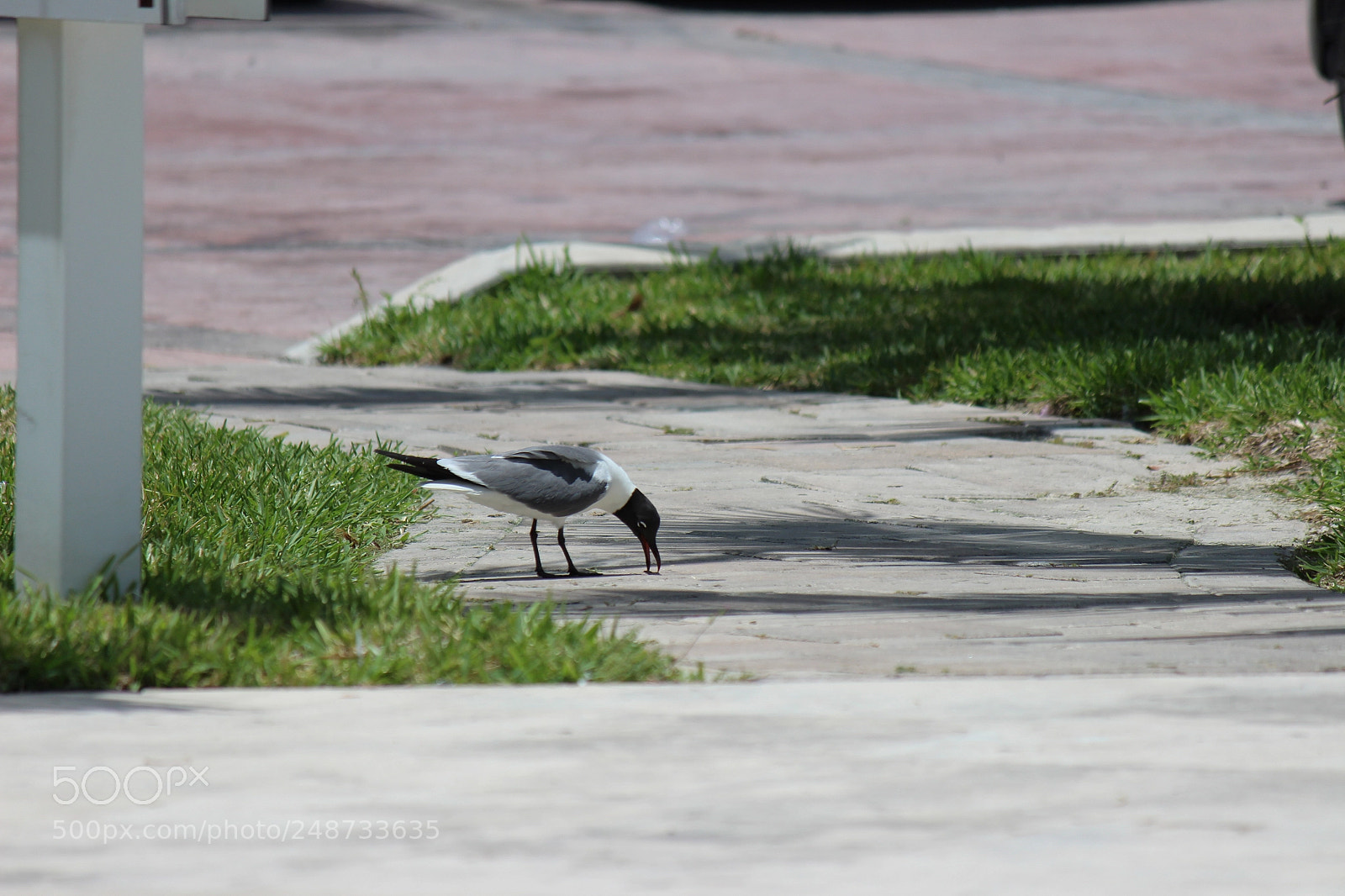 Canon EOS 600D (Rebel EOS T3i / EOS Kiss X5) sample photo. Img photography