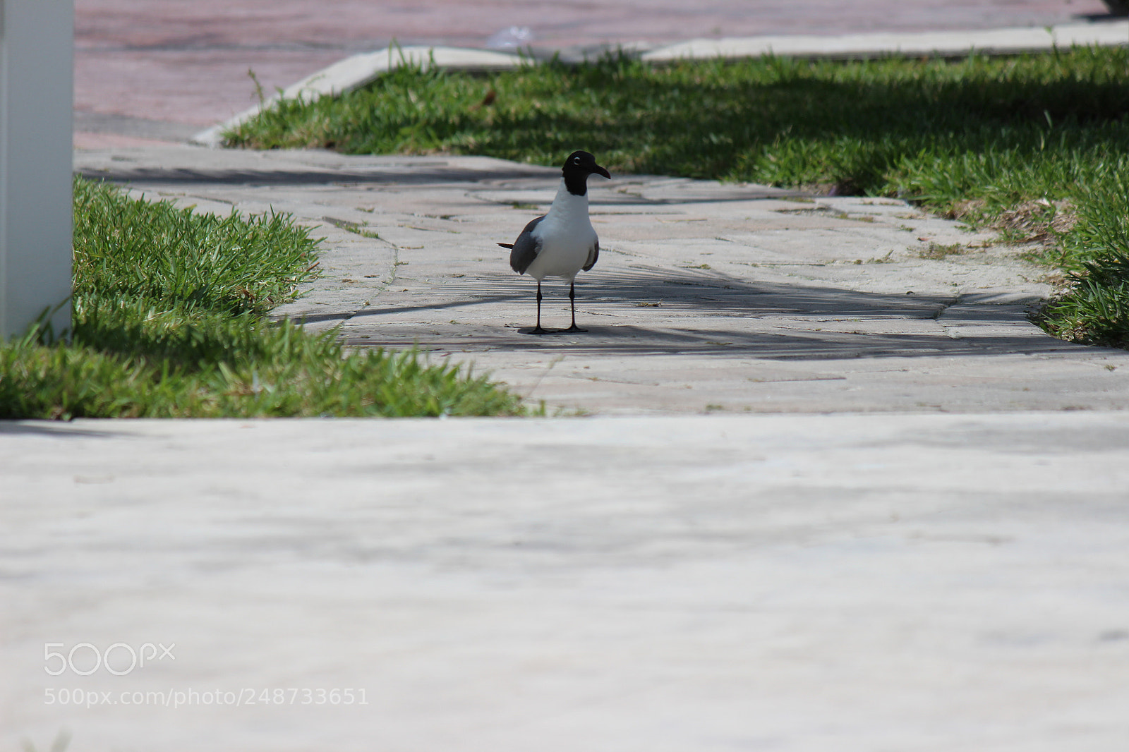 Canon EOS 600D (Rebel EOS T3i / EOS Kiss X5) sample photo. Img photography