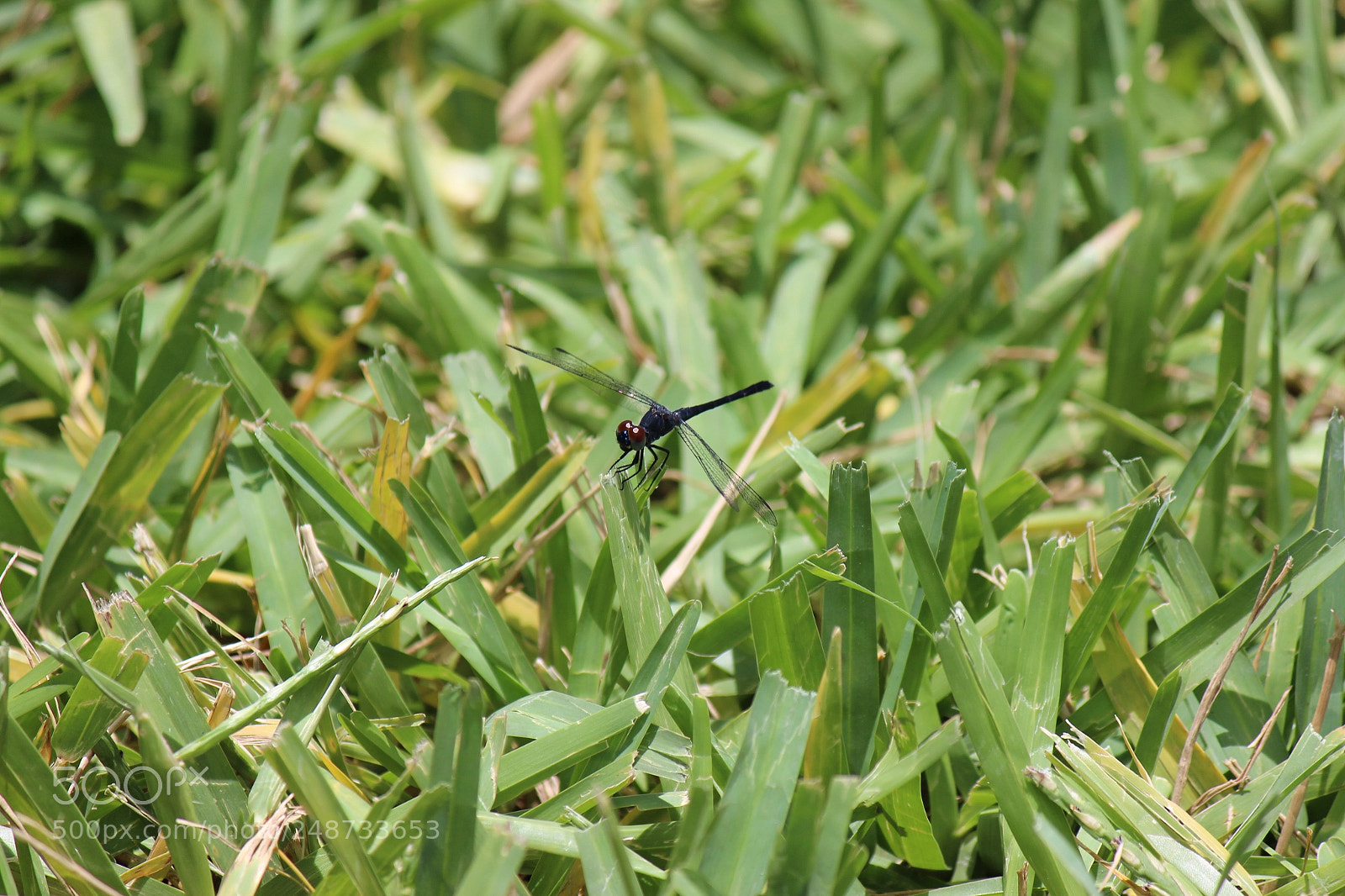 Canon EOS 600D (Rebel EOS T3i / EOS Kiss X5) sample photo. Img photography