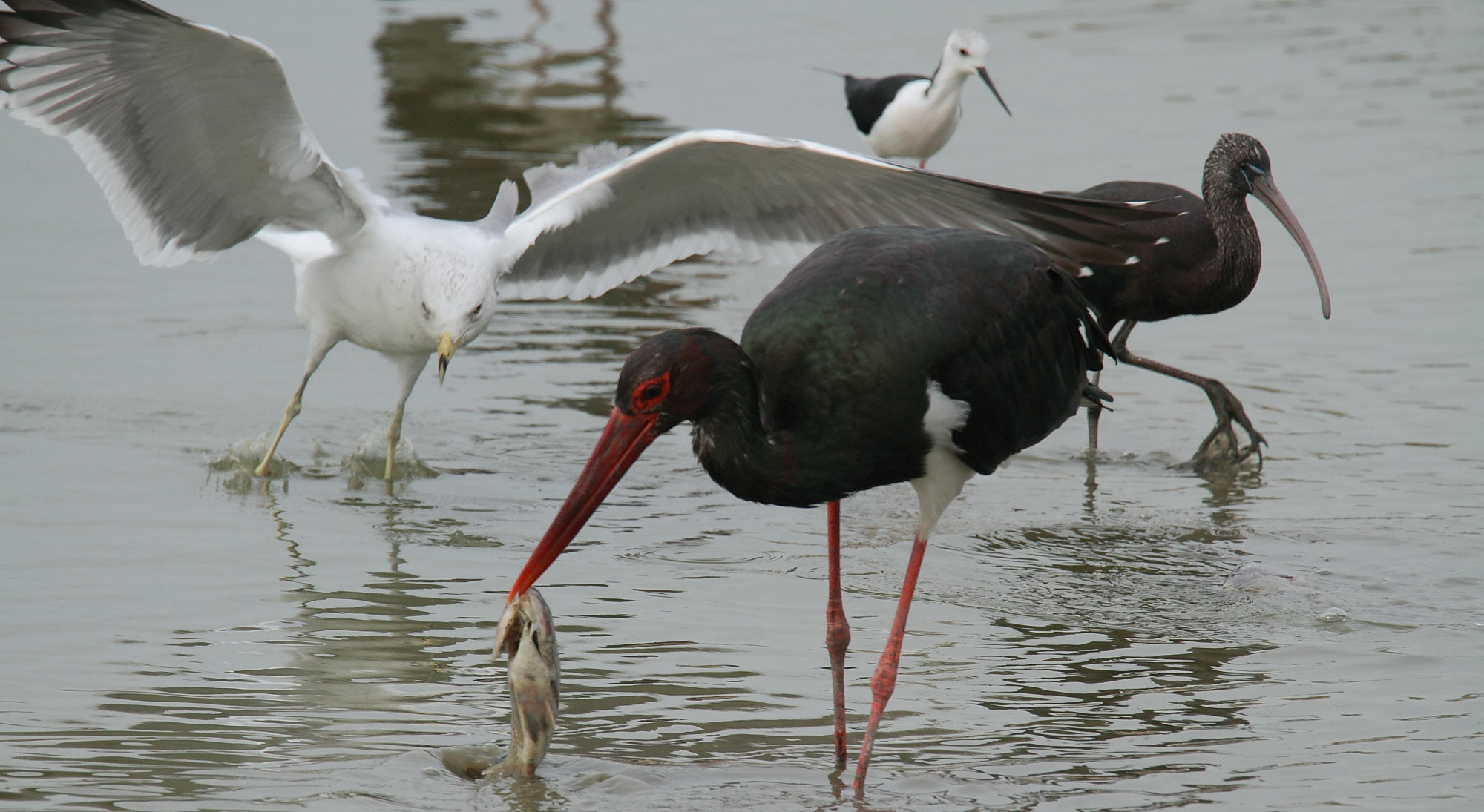 Tamron SP 150-600mm F5-6.3 Di VC USD sample photo. With friends... photography