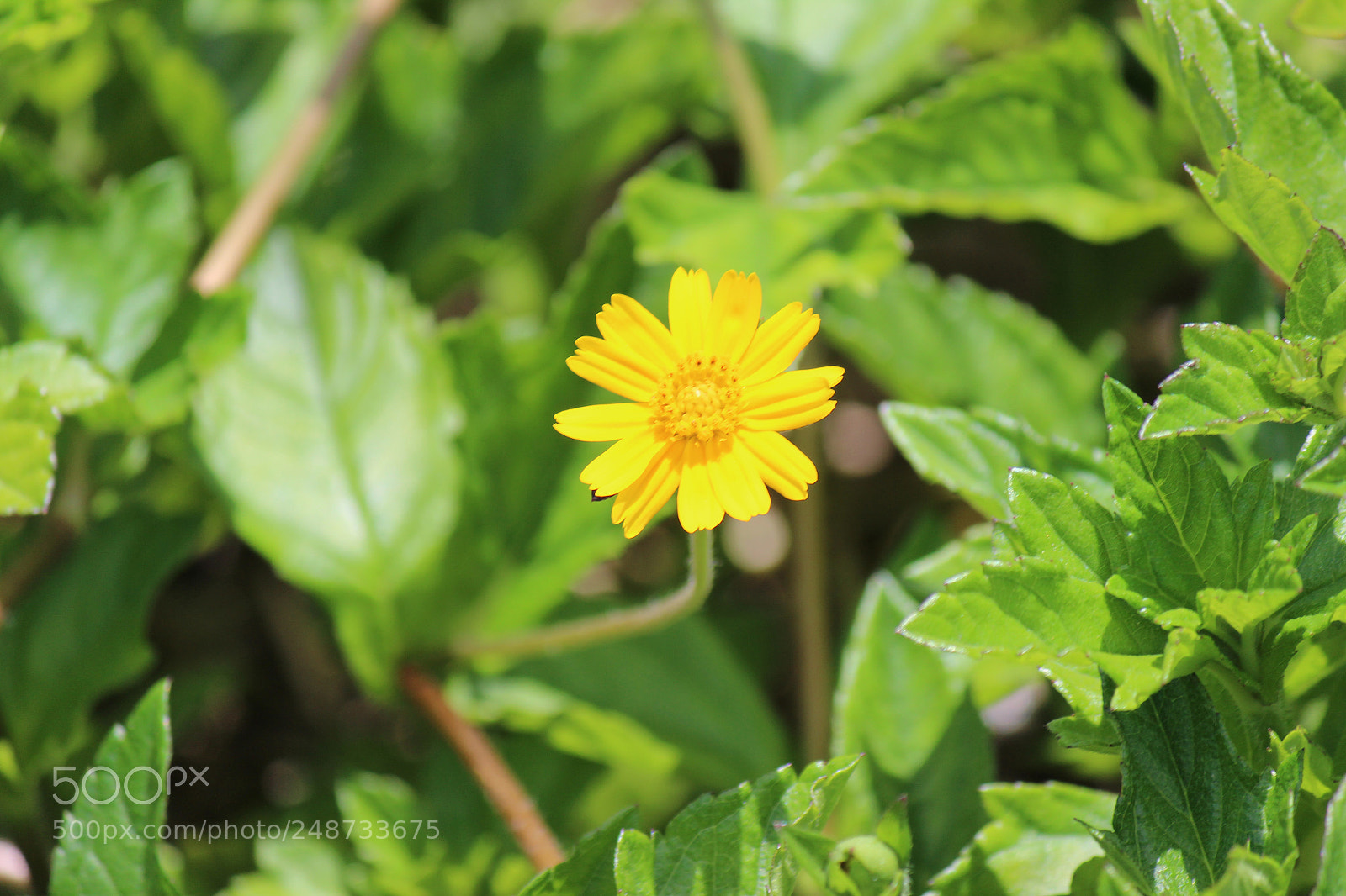 Canon EOS 600D (Rebel EOS T3i / EOS Kiss X5) sample photo. Img photography