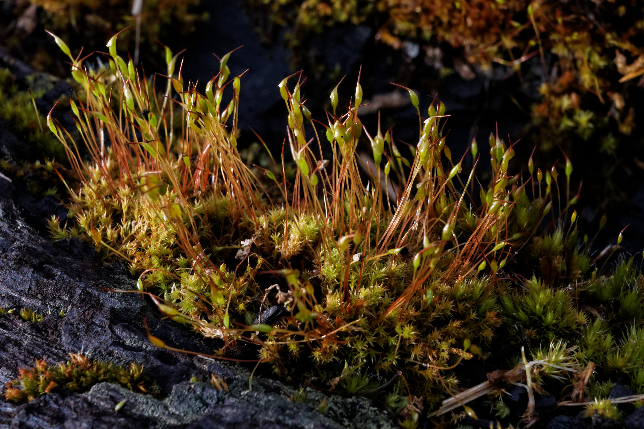 Canon EF-S 24mm F2.8 STM sample photo. Mousse photography