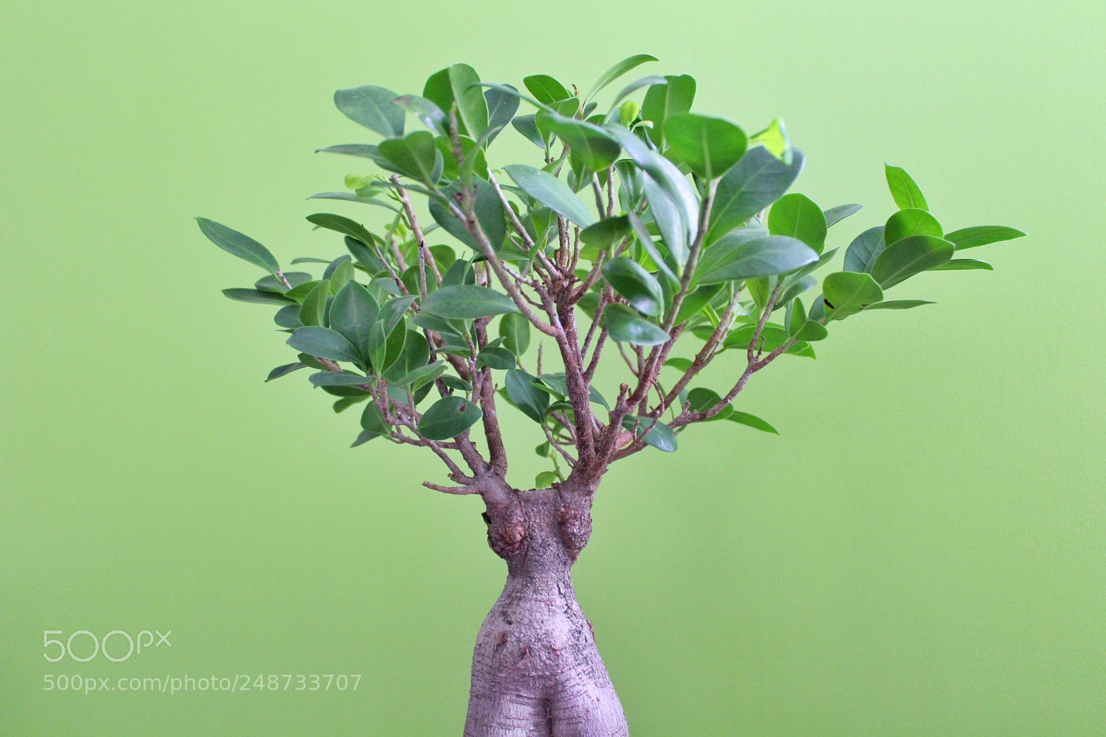 Canon EOS 1300D (EOS Rebel T6 / EOS Kiss X80) sample photo. Bonsai tree photography