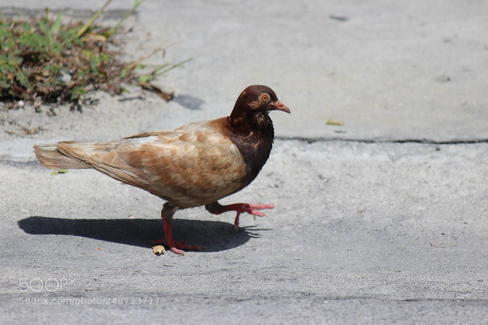 Canon EOS 600D (Rebel EOS T3i / EOS Kiss X5) sample photo. Img photography