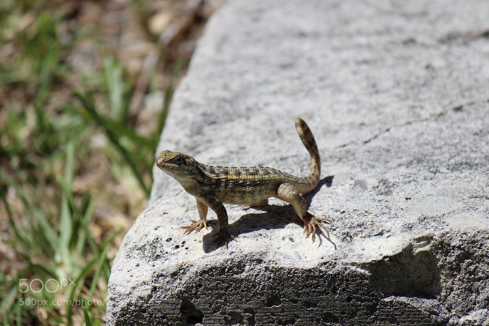 Canon EOS 600D (Rebel EOS T3i / EOS Kiss X5) sample photo. Img photography