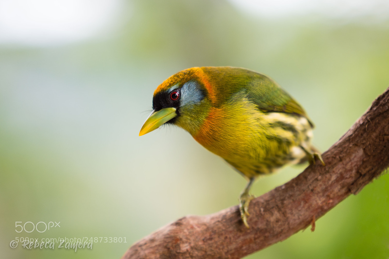 Nikon D7200 sample photo. Female red-headed barbet photography
