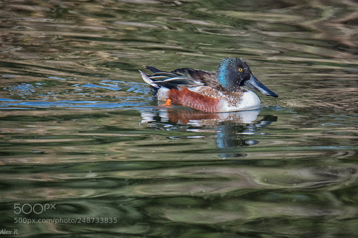 Nikon D500 sample photo. Pato trombeteiro photography