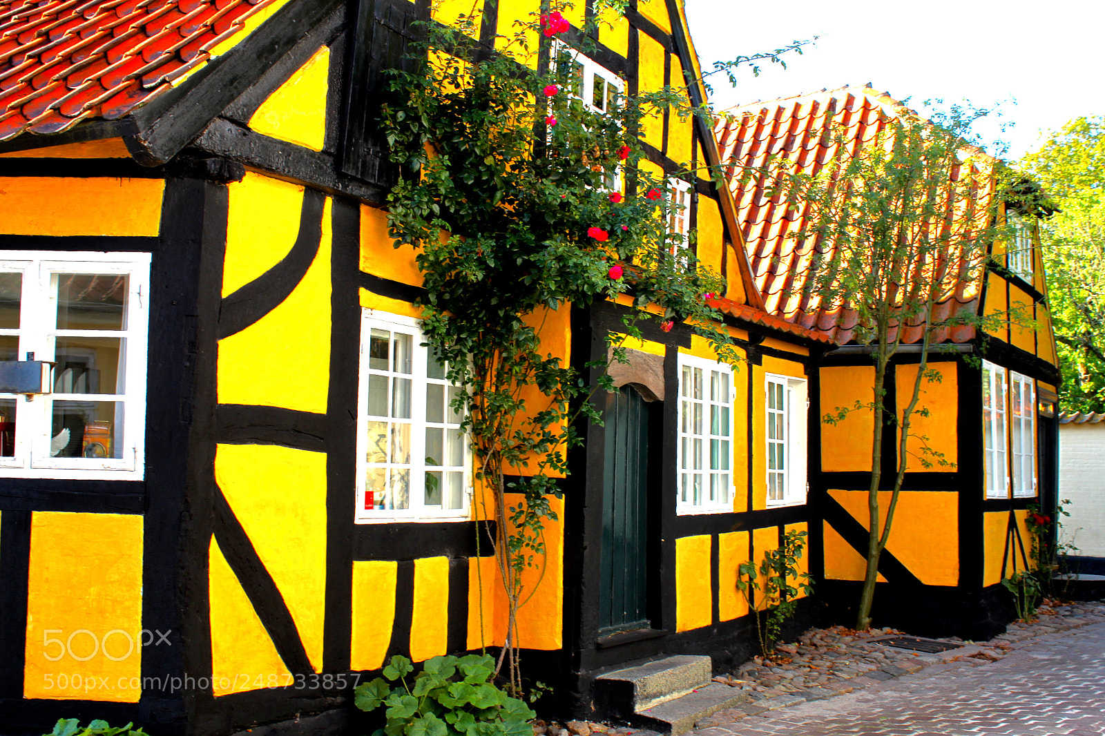 Canon EOS 500D (EOS Rebel T1i / EOS Kiss X3) sample photo. Yellow timbered charm photography