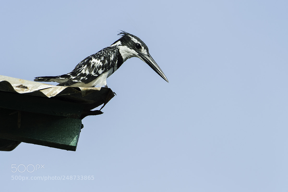 Nikon D4S sample photo. Pied kingfisher (ceryle rudis) photography