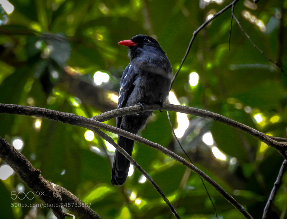 Nikon Coolpix P900 sample photo. Black-fronted nunbird monasa nigrifrons photography