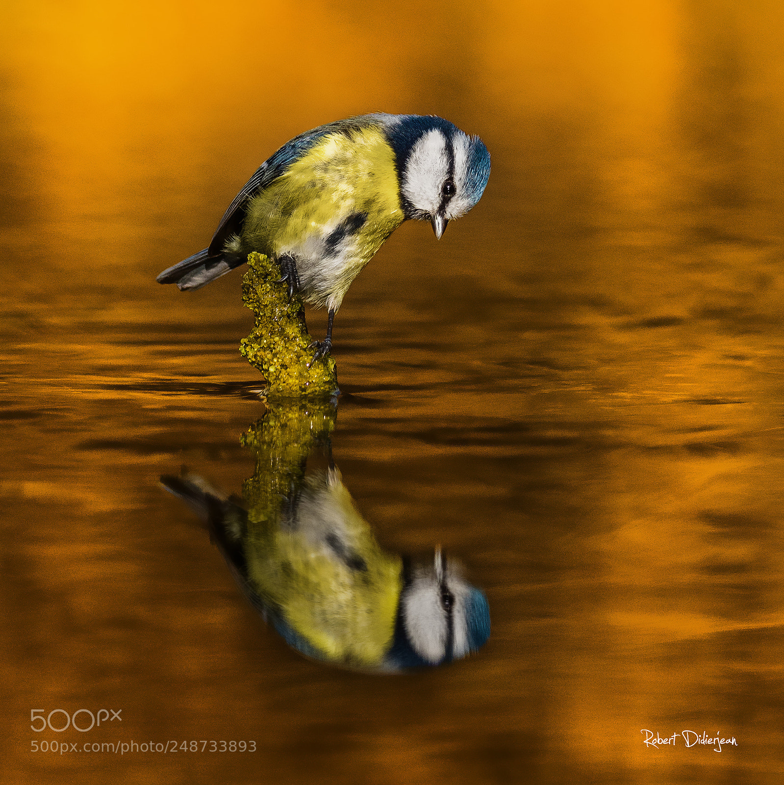 Nikon D810 sample photo. Blue tit and the photography