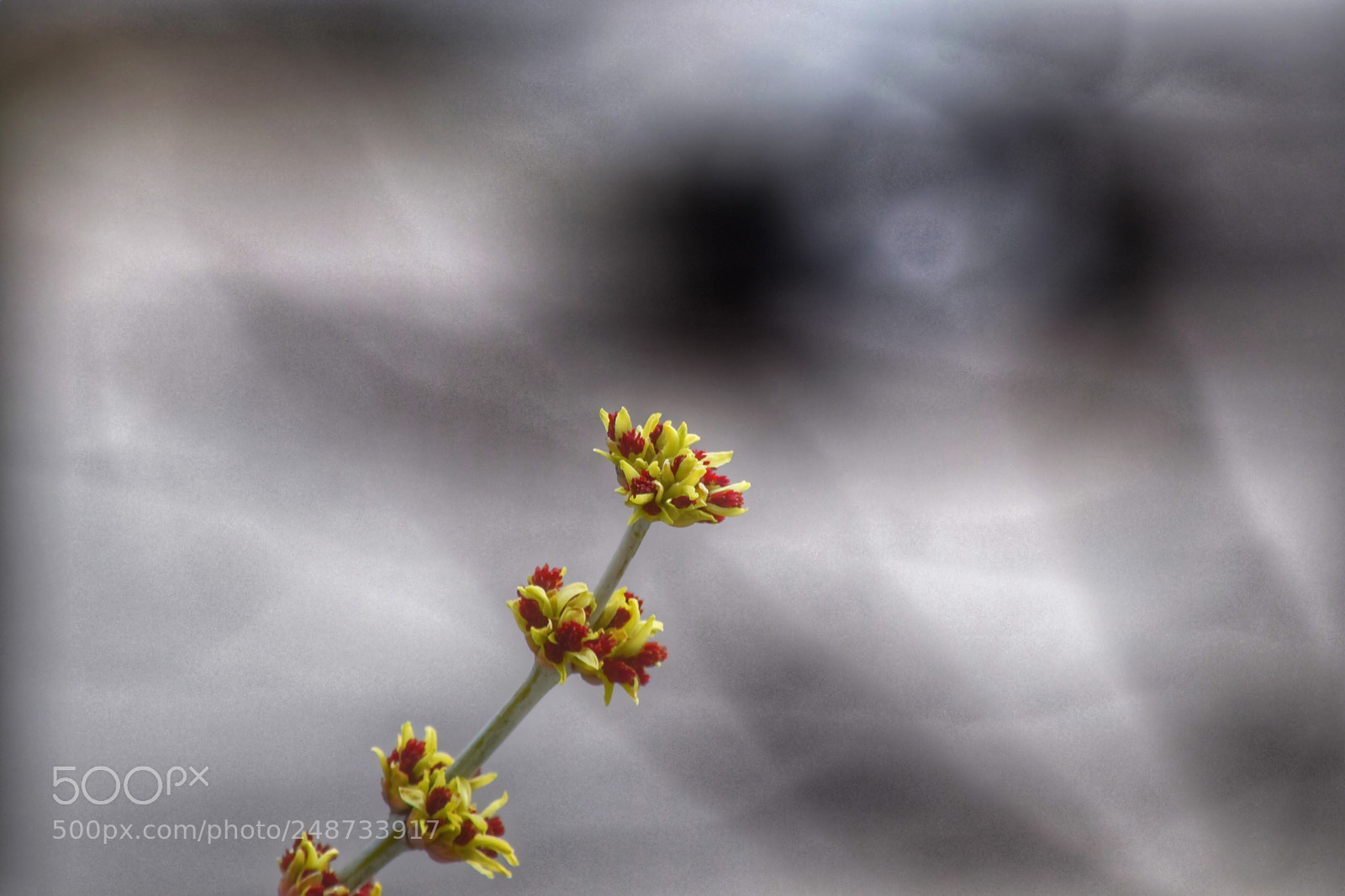 Nikon D5300 sample photo. Primeros brotes. photography