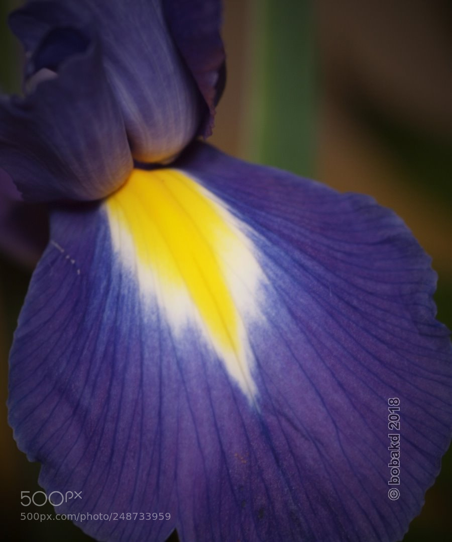 Olympus E-620 (EVOLT E-620) sample photo. Petal photography