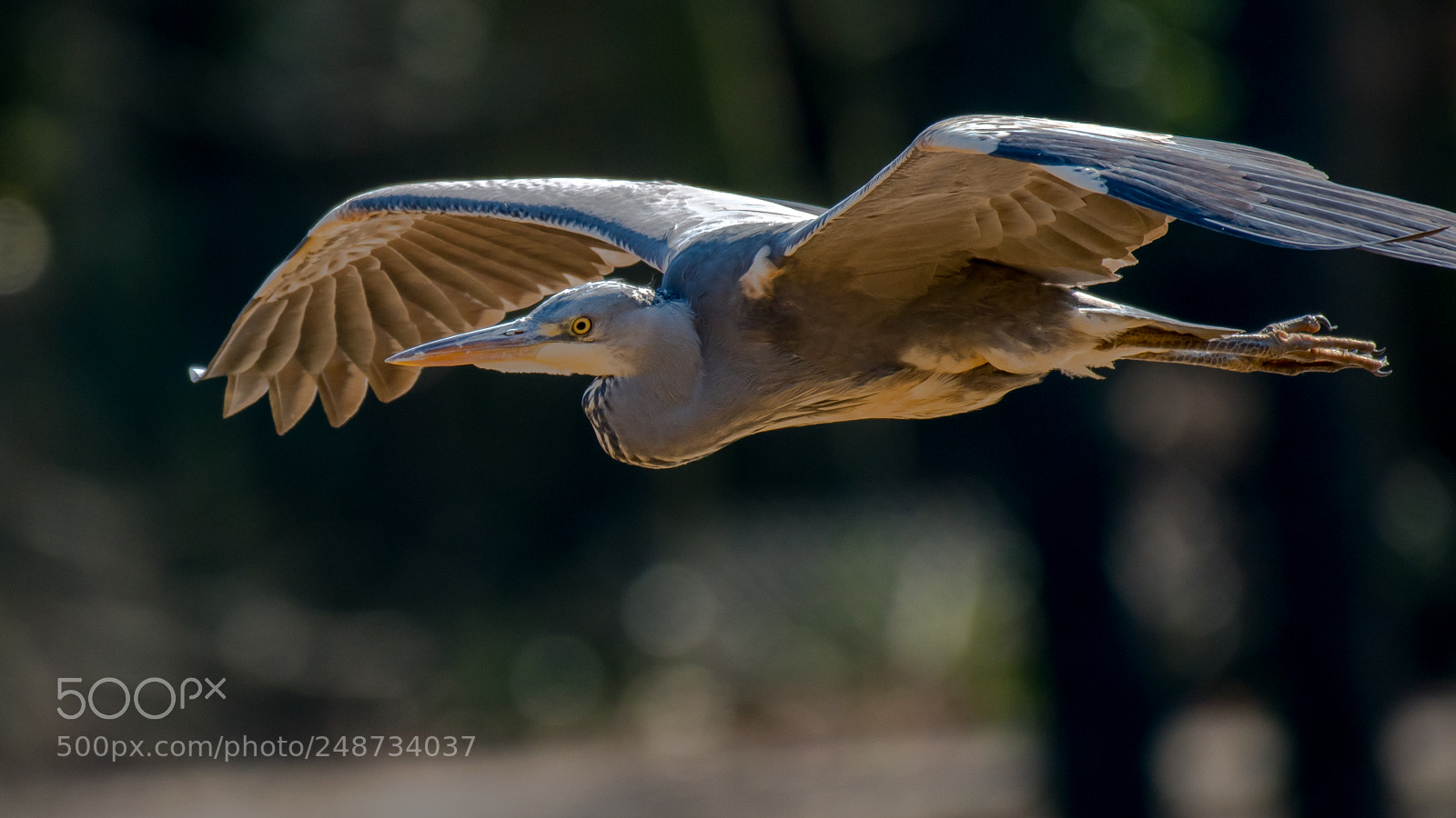 Nikon D500 sample photo. Heron on the fly photography